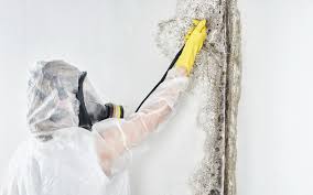 Best Environmental Consulting for Mold Prevention  in Shrub Oak, NY